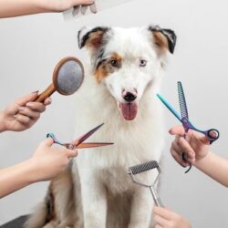 Grooming