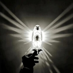3D Bird Wall Lamp